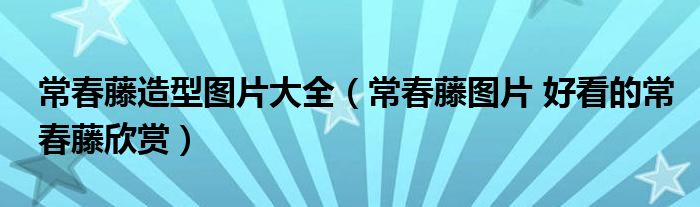 常春藤造型图片大全(常春藤图片 好看的常春藤欣赏)