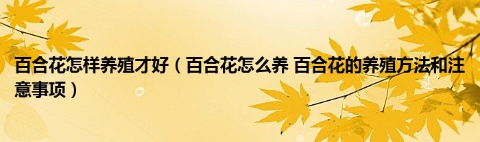 百合花怎样养殖才好(百合花怎么养 百合花的养殖方法和注意事项)