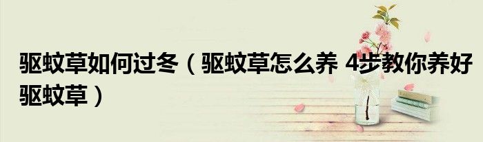 驱蚊草如何过冬(驱蚊草怎么养 4步教你养好驱蚊草)