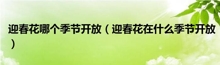 迎春花哪个季节开放（迎春花在什么季节开放）