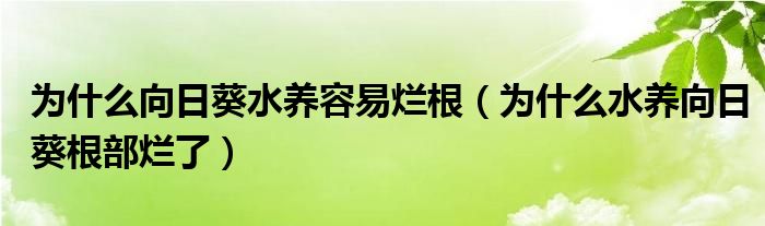 为什么向日葵水养容易烂根(为什么水养向日葵根部烂了)