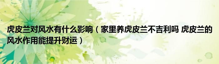 虎皮兰对风水有什么影响(家里养虎皮兰不吉利吗 虎皮兰的风水作用能提升财运)