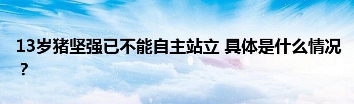 13岁猪坚强已不能自主站立 具体是什么情况？