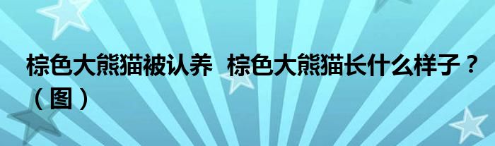 棕色大熊猫被认养 棕色大熊猫长什么样子?(图)