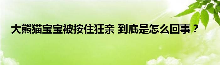 大熊猫宝宝被按住狂亲 到底是怎么回事?