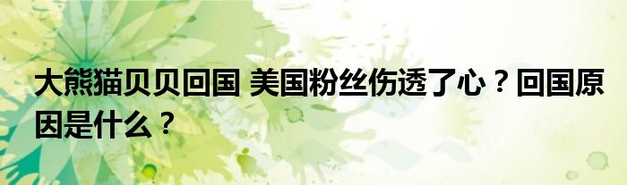 大熊猫贝贝回国 美国粉丝伤透了心?回国原因是什么?