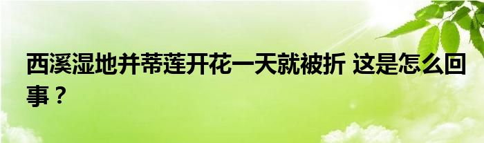 西溪湿地并蒂莲开花一天就被折 这是怎么回事？