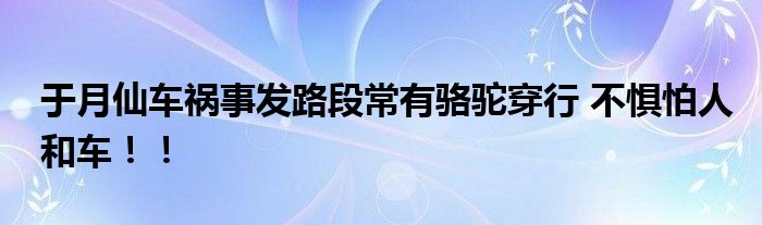 于月仙车祸事发路段常有骆驼穿行 不惧怕人和车!!
