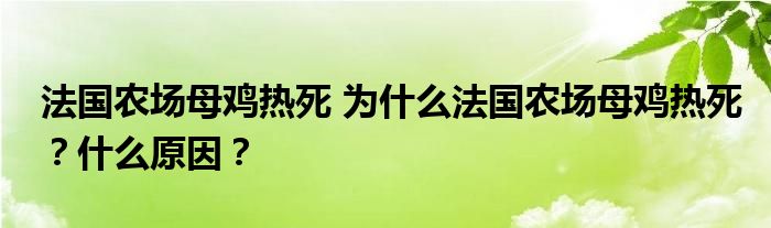 法国农场母鸡热死 为什么法国农场母鸡热死?什么原因?