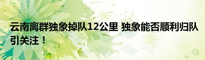 云南离群独象掉队12公里 独象能否顺利归队引关注!