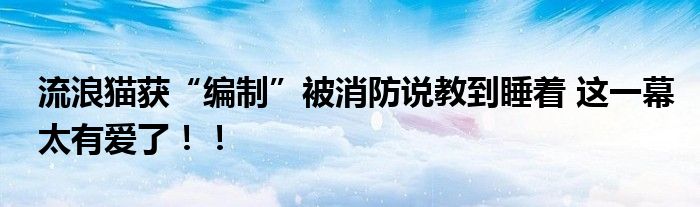 流浪猫获“编制”被消防说教到睡着 这一幕太有爱了!!