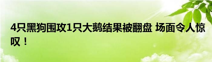4只黑狗围攻1只大鹅结果被翻盘 场面令人惊叹!