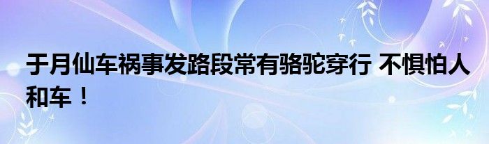于月仙车祸事发路段常有骆驼穿行 不惧怕人和车!