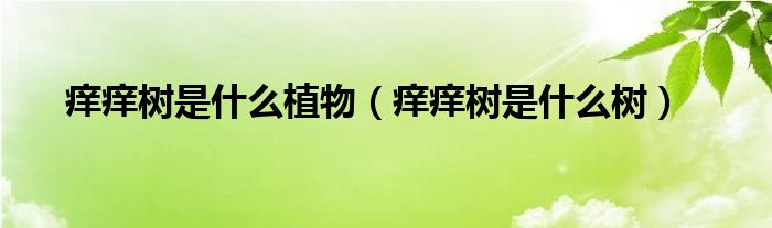 痒痒树是什么植物(痒痒树是什么树)