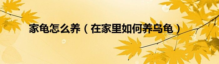 家龟怎么养(在家里如何养乌龟)