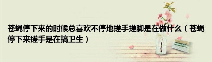 苍蝇停下来的时候总喜欢不停地搓手搓脚是在做什么(苍蝇停下来搓手是在搞卫生)