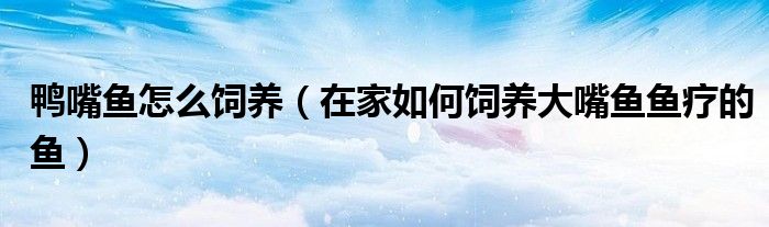 鸭嘴鱼怎么饲养(在家如何饲养大嘴鱼鱼疗的鱼)