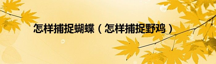 怎样捕捉蝴蝶(怎样捕捉野鸡)