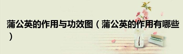蒲公英的作用与功效图(蒲公英的作用有哪些)