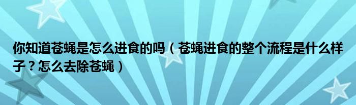 你知道苍蝇是怎么进食的吗(苍蝇进食的整个流程是什么样子?怎么去除苍蝇)