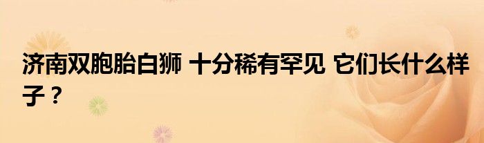 济南双胞胎白狮 十分稀有罕见 它们长什么样子？