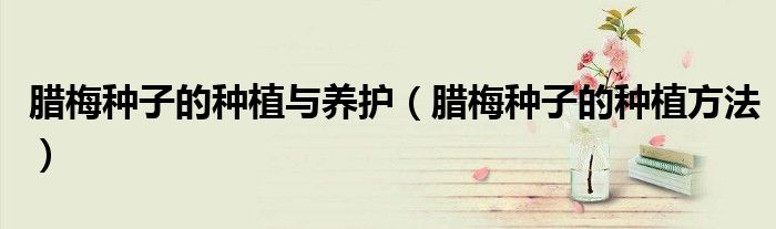 腊梅种子的种植与养护（腊梅种子的种植方法）