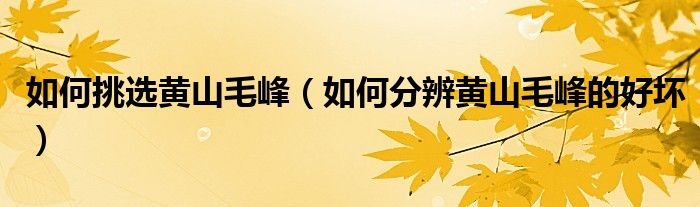 如何挑选黄山毛峰(如何分辨黄山毛峰的好坏)