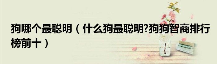 狗哪个最聪明(什么狗最聪明?狗狗智商排行榜前十)