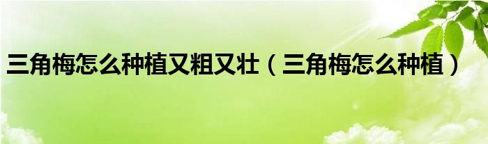 三角梅怎么种植又粗又壮(三角梅怎么种植)