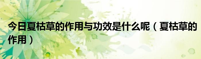 今日夏枯草的作用与功效是什么呢(夏枯草的作用)