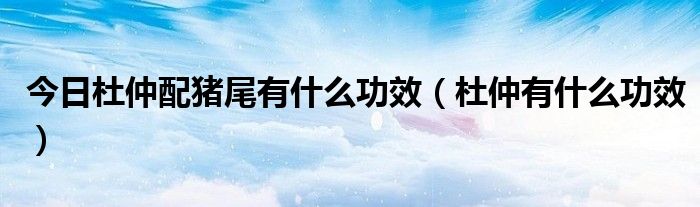今日杜仲配猪尾有什么功效(杜仲有什么功效)