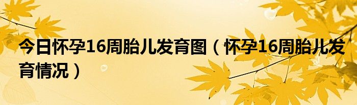 今日怀孕16周胎儿发育图(怀孕16周胎儿发育情况)
