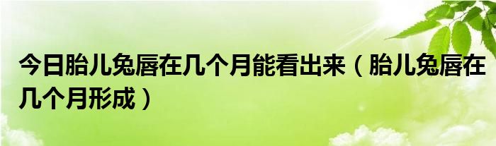今日胎儿兔唇在几个月能看出来(胎儿兔唇在几个月形成)
