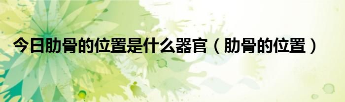 今日肋骨的位置是什么器官(肋骨的位置)