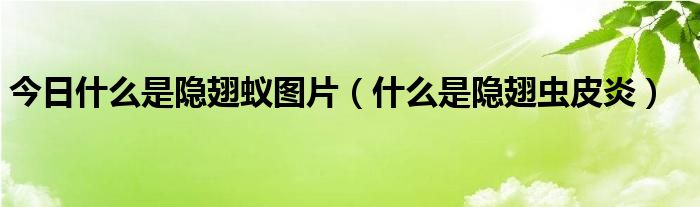 今日什么是隐翅蚁图片(什么是隐翅虫皮炎)