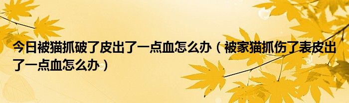今日被猫抓破了皮出了一点血怎么办(被家猫抓伤了表皮出了一点血怎么办)