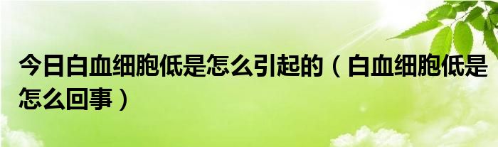 今日白血细胞低是怎么引起的(白血细胞低是怎么回事)