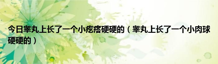 今日睾丸上长了一个小疙瘩硬硬的(睾丸上长了一个小肉球硬硬的)