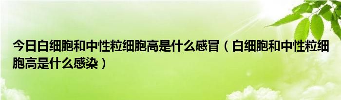 今日白细胞和中性粒细胞高是什么感冒(白细胞和中性粒细胞高是什么感染)