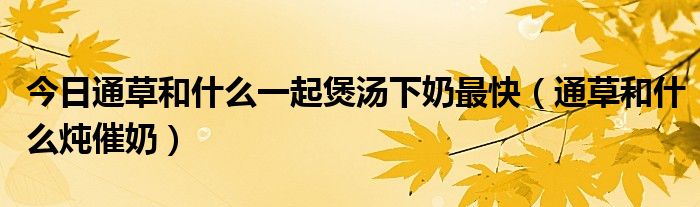 今日通草和什么一起煲汤下奶最快(通草和什么炖催奶)