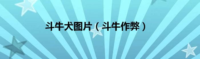 斗牛犬图片（斗牛作弊）