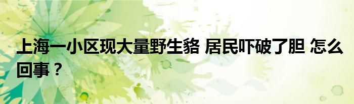 上海一小区现大量野生貉 居民吓破了胆 怎么回事?