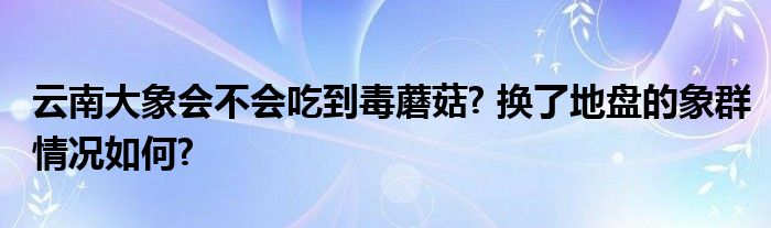 云南大象会不会吃到毒蘑菇? 换了地盘的象群情况如何?