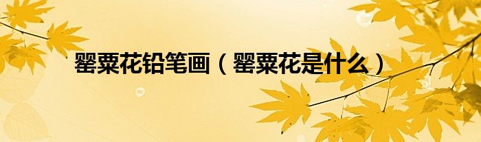 罂粟花铅笔画(罂粟花是什么)