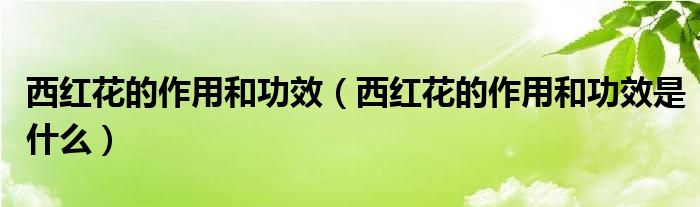 西红花的作用和功效(西红花的作用和功效是什么)