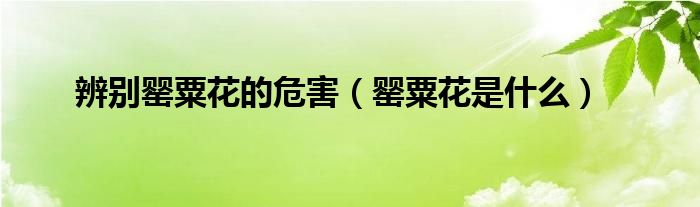 辨别罂粟花的危害(罂粟花是什么)