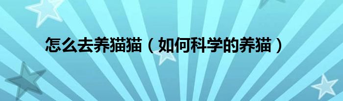 怎么去养猫猫(如何科学的养猫)