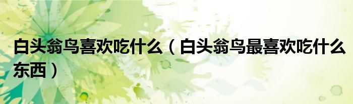 白头翁鸟喜欢吃什么(白头翁鸟最喜欢吃什么东西)