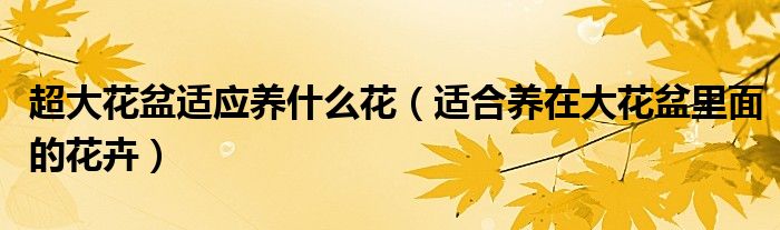 超大花盆适应养什么花(适合养在大花盆里面的花卉)