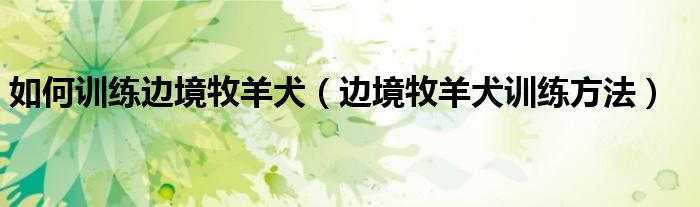如何训练边境牧羊犬(边境牧羊犬训练方法)
